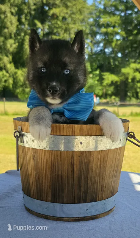 Chaz – Siberian Husky puppy for sale in Olympia, WA