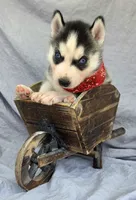 Chloe, a female Siberian Husky for sale in Olympia, WA – 2 of 4