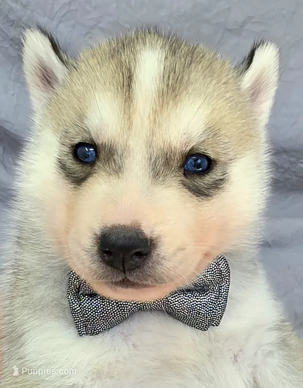 Knox – Siberian Husky puppy for sale in Olympia, WA