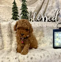 OLIVIA , a female Poodle - Toy  for sale in Sacramento, CA – 5 of 10