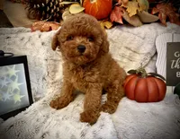 OLIVER , a male Poodle - Toy  for sale in Sacramento, CA – 3 of 5