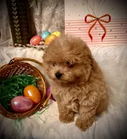 Frodo , a male Pomapoo and Poodle - Toy  for sale in Sacramento, CA – Photo 6 of 6