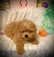 Frodo , a male Pomapoo and Poodle - Toy  for sale in Sacramento, CA – Photo 2 of 6