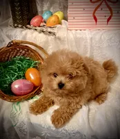 Frodo , a male Pomapoo and Poodle - Toy  for sale in Sacramento, CA – Photo 1 of 6