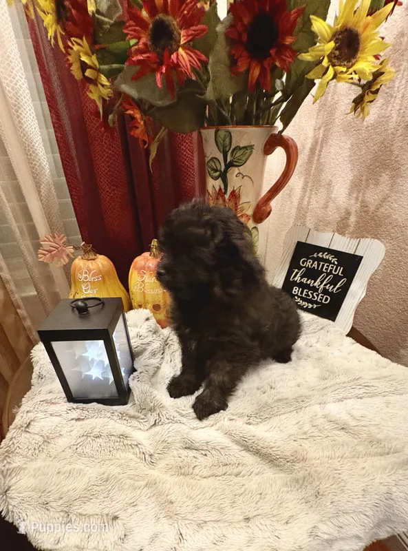 Lola – Pomapoo, Poodle - Toy  puppy for sale in Sacramento, CA