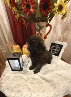 Lola, a female Pomapoo and Poodle - Toy  for sale in Sacramento, CA – 1 of 4