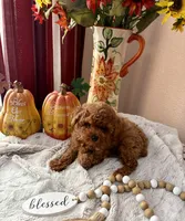 OLIVER , a male Poodle - Toy  for sale in Sacramento, CA – 1 of 5