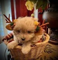Bella, a female Pomapoo and Poodle - Toy  for sale in Sacramento, CA – 3 of 4
