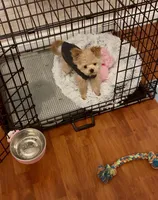 Tashiko, a male Pomapoo and Poodle - Toy  for sale in Sacramento, CA – 6 of 10