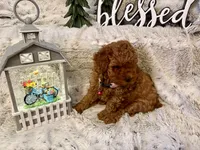 OLIVIA , a female Poodle - Toy  for sale in Sacramento, CA – 3 of 10