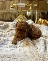 Olivia, a female Poodle - Toy  for sale in Sacramento, CA – 4 of 7