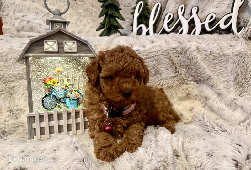 OLIVIA  – Poodle - Toy  puppy for sale in Sacramento, CA