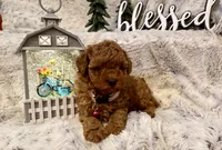 OLIVIA , a female Poodle - Toy  for sale in Sacramento, CA – 1 of 10