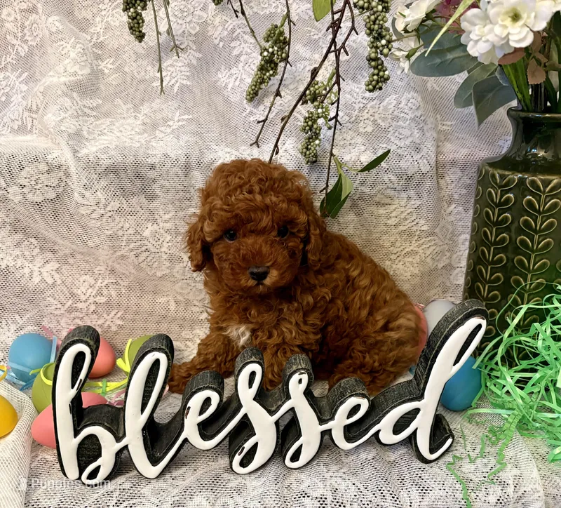 Buddy  – Poodle - Toy  puppy for sale in Sacramento, CA