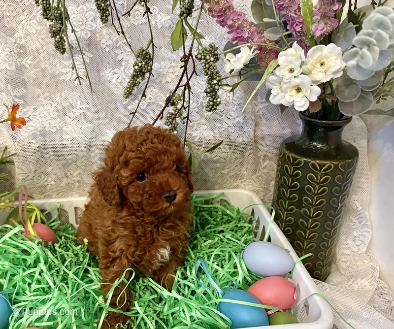 Teddy – Poodle - Toy  puppy for sale in Sacramento, CA