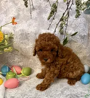 Buddy , a male Poodle - Toy  for sale in Sacramento, CA – Photo 3 of 5