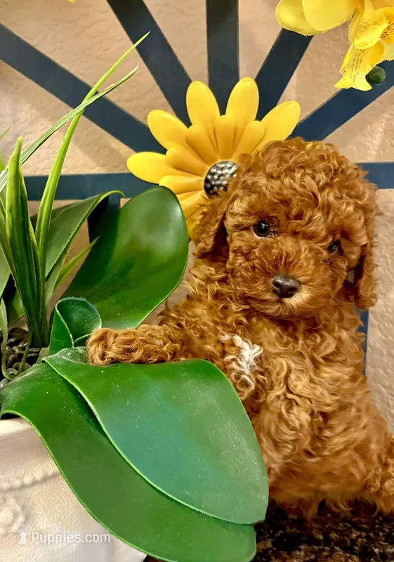 Teddy – Poodle - Toy  puppy for sale in Sacramento, CA