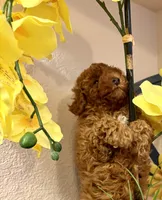 TEDDY , a male Poodle - Toy  for sale in Sacramento, CA – Photo 3 of 6