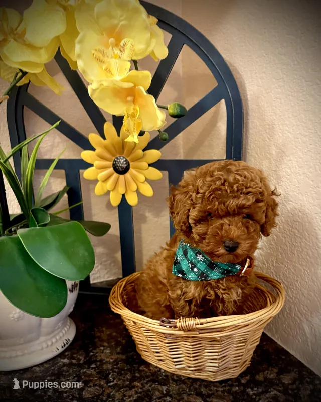 TEDDY  – Poodle - Toy  puppy for sale in Sacramento, CA