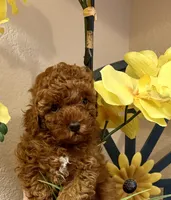 TEDDY , a male Poodle - Toy  for sale in Sacramento, CA – Photo 2 of 6