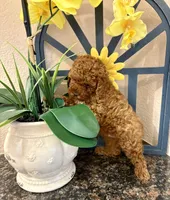 TEDDY , a male Poodle - Toy  for sale in Sacramento, CA – Photo 6 of 6
