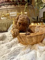 Olivia, a female Poodle - Toy  for sale in Sacramento, CA – 5 of 7