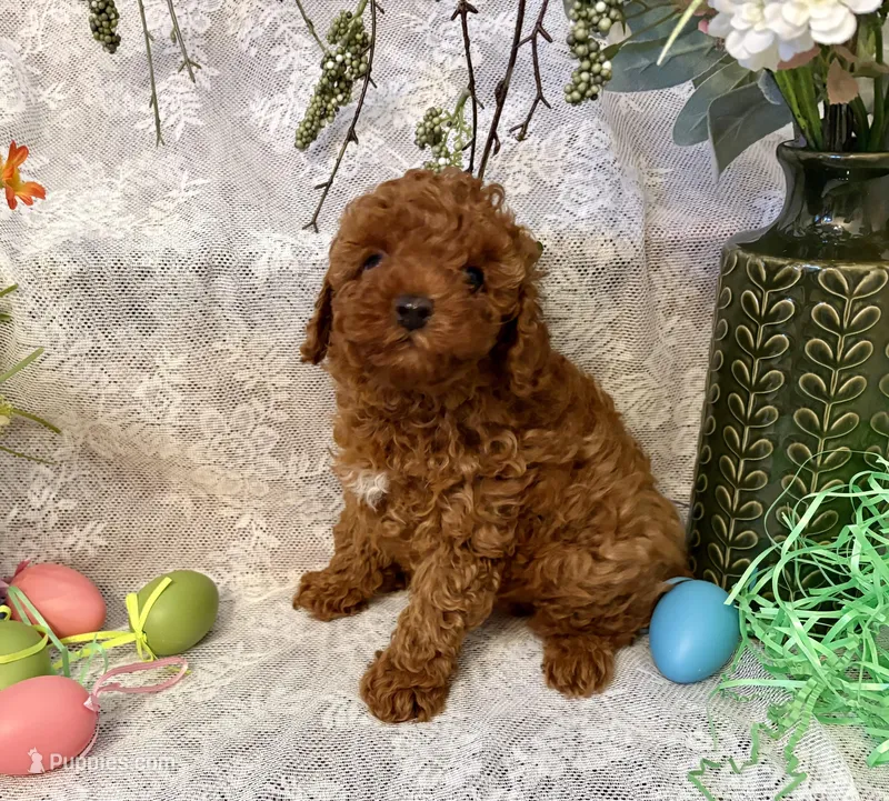 Teddy – Poodle - Toy  puppy for sale in Sacramento, CA