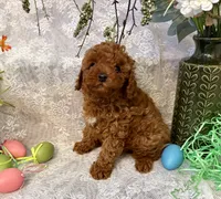 Teddy, a male Poodle - Toy  for sale in Sacramento, CA – Photo 1 of 4