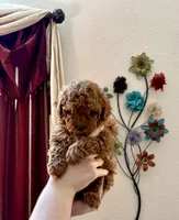 Teddy, a male Poodle - Toy  for sale in Sacramento, CA – Photo 3 of 4