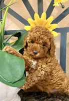 Teddy, a male Poodle - Toy  for sale in Sacramento, CA – Photo 2 of 4