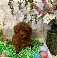 Teddy, a male Poodle - Toy  for sale in Sacramento, CA – Photo 4 of 4