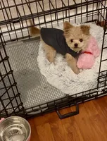 Tashiko, a male Pomapoo and Poodle - Toy  for sale in Sacramento, CA – 4 of 10