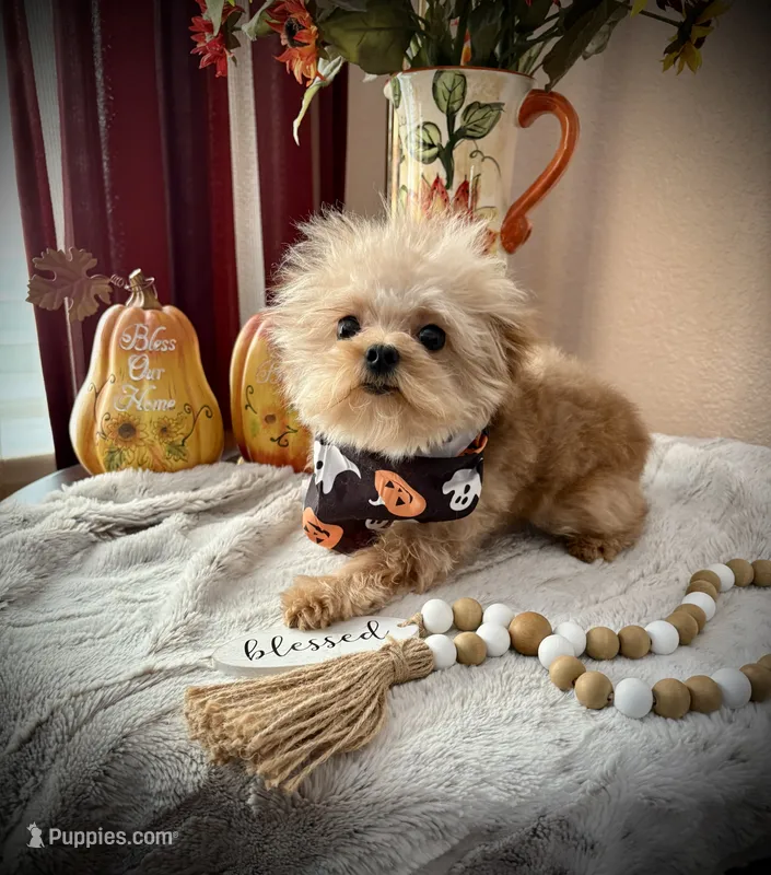 Tashiko  – Pomapoo, Poodle - Toy  puppy for sale in Sacramento, CA