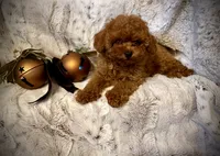 Oliver , a male Poodle - Toy  for sale in Sacramento, CA – 3 of 3