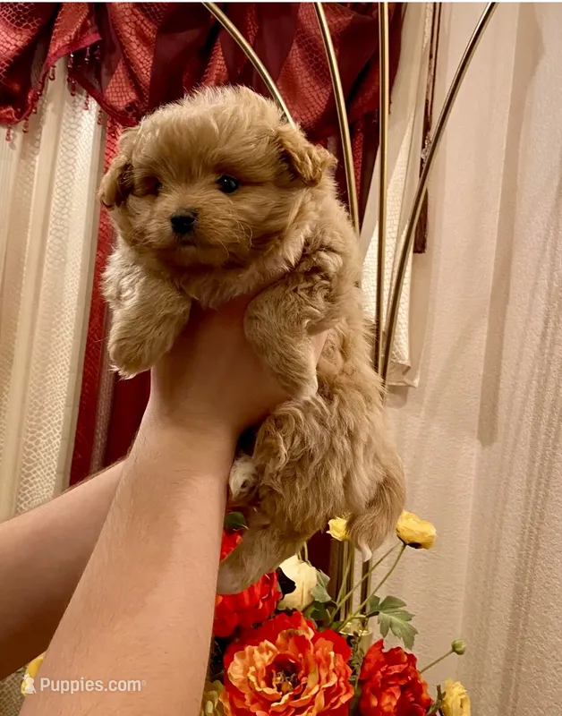 Bella – Pomapoo, Poodle - Toy  puppy for sale in Sacramento, CA