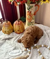 OLIVER , a male Poodle - Toy  for sale in Sacramento, CA – 5 of 5