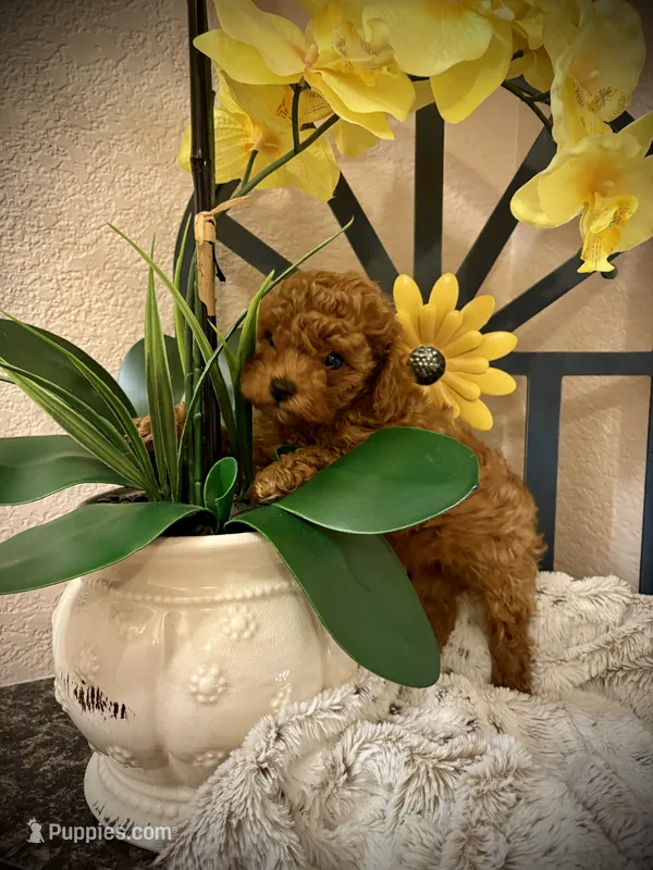 Oliver  – Poodle - Toy  puppy for sale in Sacramento, CA