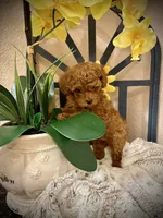 Oliver , a male Poodle - Toy  for sale in Sacramento, CA – 7 of 7