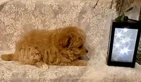Bella, a female Pomapoo and Poodle - Toy  for sale in Sacramento, CA – 3 of 4
