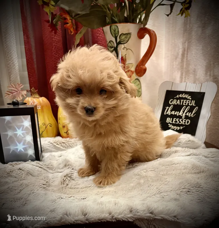 Bella – Pomapoo, Poodle - Toy  puppy for sale in Sacramento, CA