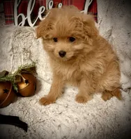 Bella , a female Pomapoo and Poodle - Toy  for sale in Sacramento, CA – 3 of 5