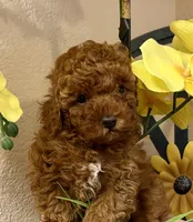 Teddy, a male Poodle - Toy  for sale in Sacramento, CA – Photo 2 of 9