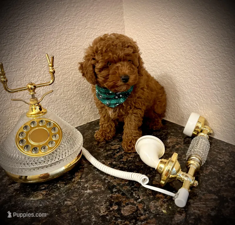 Teddy – Poodle - Toy  puppy for sale in Sacramento, CA