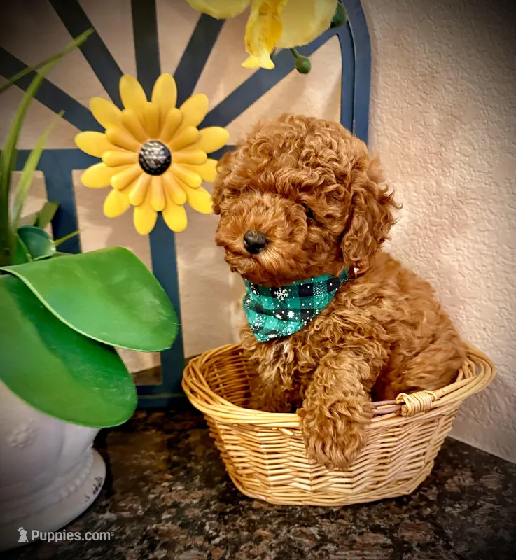 Teddy – Poodle - Toy  puppy for sale in Sacramento, CA