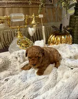 Villy , a male Poodle - Toy  for sale in Sacramento, CA – 2 of 4