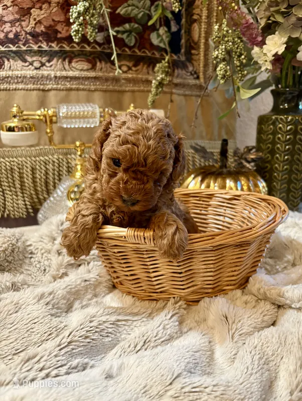 Olivia – Poodle - Toy  puppy for sale in Sacramento, CA