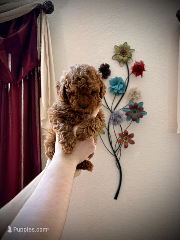Villy  – Poodle - Toy  puppy for sale in Sacramento, CA