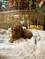 OLIVIA , a female Poodle - Toy  for sale in Sacramento, CA – 10 of 10