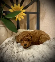 Oliver , a male Poodle - Toy  for sale in Sacramento, CA – 1 of 7