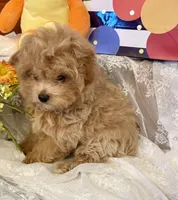 Finn, a male Pomapoo and Poodle - Toy  for sale in Sacramento, CA – Photo 1 of 5